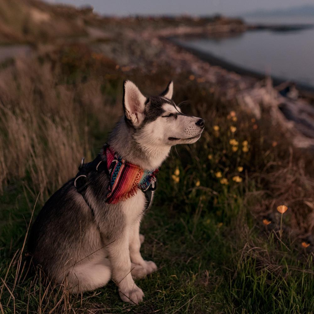 recomment-pack-image-1